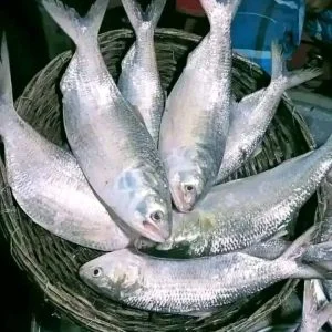 ৮ পিস মাছে ৫ কেজি