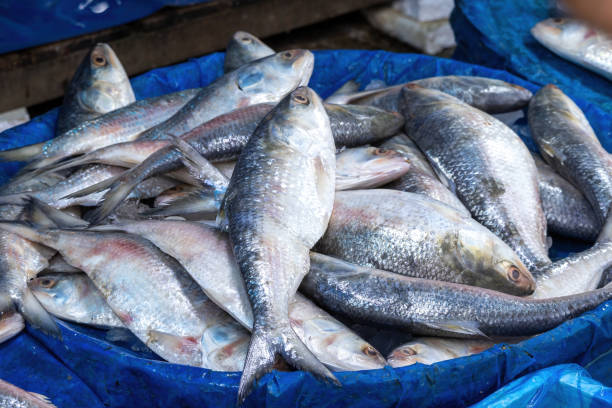 Hilsa fish (Tenualosa ilisha), known as Ilish in Bengali, is a popular and highly prized fish sold in markets. It is the national fish of Bangladesh.